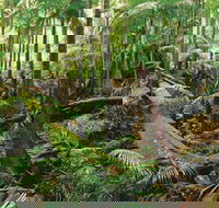 Wollumbin-Mount Warning National Park - Perths Hotel