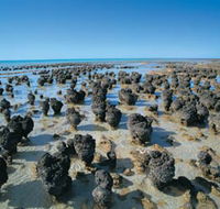 Hamelin Pool Stromatolites - Perths Hotel
