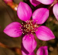 Flora - Perths Hotel