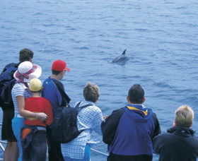 Dolphin Discovery Centre - Perths Hotel 3