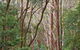 Ulidarra National Park - thumb 1