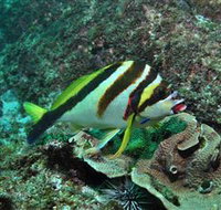 Palm Beach Reef Dive Site - Perths Hotel