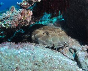 Shag Rock Dive Site - Perths Hotel 3