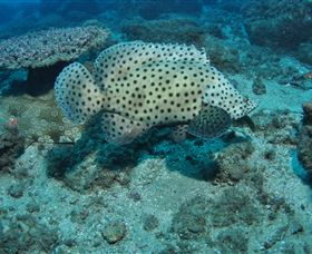 Shag Rock Dive Site - Perths Hotel 2