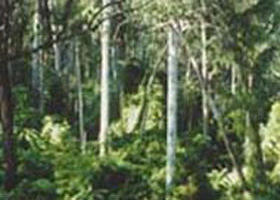 Tonghi Creek VIC Perths Hotel