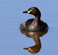 Panboola Wetlands - Perths Hotel