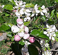 Avro Park Orchards - Perths Hotel