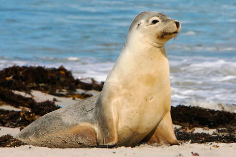 Kangaroo Island Odysseys - Perths Hotel 10
