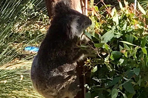 Pinnacles And Yanchep National Park Day Trip From Perth Including Lobster Shack Lunch And Sandboarding - Perths Hotel 6
