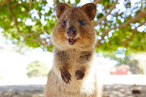 Rottnest Island Tour From Perth Or Fremantle Including Bus Tour - Perths Hotel 6