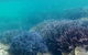Abrolhos Island Half Day Fly And Flipper - thumb 1