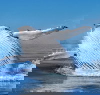 Whale Watching Dunsborough - Perths Hotel