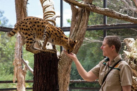 African Cat Encounter At Werribee Open Range Zoo - Perths Hotel 1