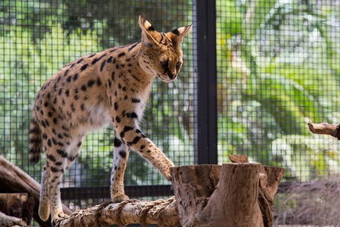 African Cat Encounter At Werribee Open Range Zoo - Perths Hotel 0
