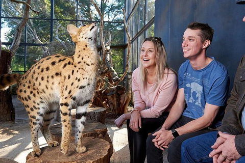 African Cat Encounter At Werribee Open Range Zoo - Perths Hotel 5