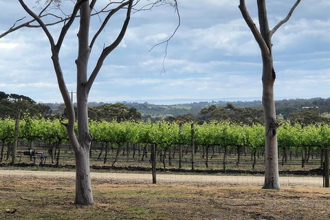 Yarra Valley Wine Tour Inc Lunch With A Glass Of Wine, Tastings And Chocolate - Perths Hotel 11