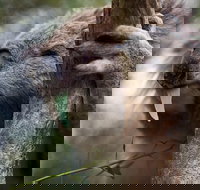 Phillip Island Koala Conservation Centre Entry ticket - Perths Hotel