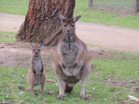 Ballarat And Sovereign Hill Day Tour With Optional Wildlife Park From Melbourne - Perths Hotel 2