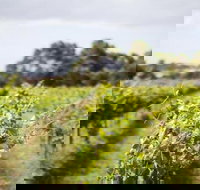 Phillip Island Wine Experience Tour - Perths Hotel