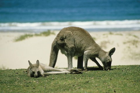 Great Ocean Road Full Coastal Tour - 3 Days, 2 Nights - Perths Hotel 12