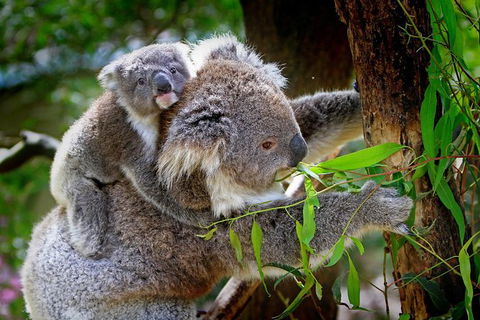 Private Great Ocean Road Express Tour (9 Hour Tour) - Perths Hotel 6