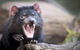 Port Arthur And Tassie Devils Active Day Tour From Hobart - thumb 0