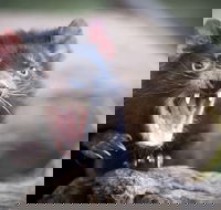 Port Arthur and Tassie Devils Active Day Tour from Hobart - Perths Hotel