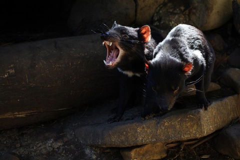 Port Arthur And Tassie Devils Active Day Tour From Hobart - Perths Hotel 5