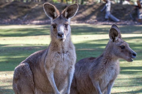Port Arthur And Tassie Devils Active Day Tour From Hobart - Perths Hotel 10