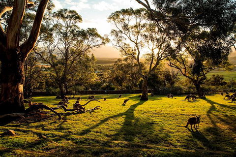 Shore Excursion: Five Of Hobart's Best In One Day - Perths Hotel 1