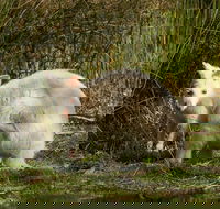 Bruny Island premium private photo-oriented day tour from Hobart - Perths Hotel