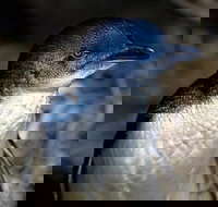 Bonnet Island Experience departing from Strahan - Perths Hotel