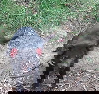 Private Bonorong Wildlife Sanctuary and Richmond 5 Hour Trip from Hobart - Perths Hotel