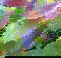 Wine at the weekend Tour from Hobart - Perths Hotel