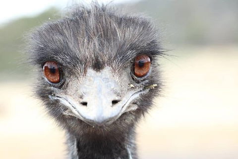 ZOODOO ZOO Tour, Meet The Famous Tasmanian Devil, Cuddle A Kangaroo, Feed A Lion - Perths Hotel 1