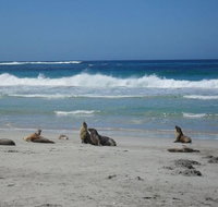 Kangaroo Island in a Day Tour from Adelaide - Perths Hotel