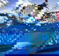 White Shark Tour with Optional Cage Dive from Port Lincoln - Perths Hotel