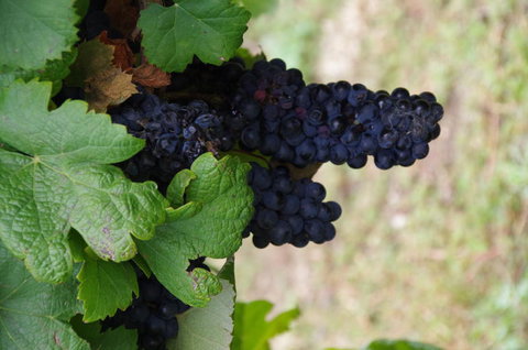 Barossa Valley Wineries Tour With Tastings And Lunch From Adelaide - Perths Hotel 5