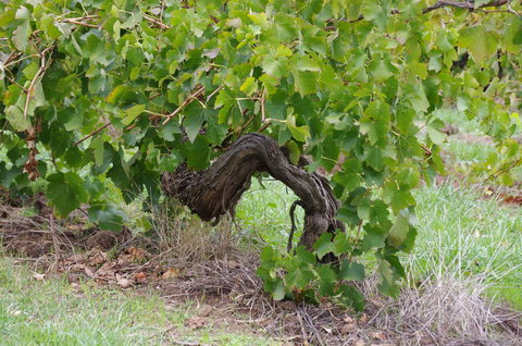 Barossa Valley Wineries Tour With Tastings And Lunch From Adelaide - Perths Hotel 7