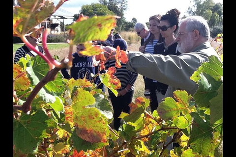 Barossa Valley Via Hahndorf ( Historical German Village ) Inc Maggie Beers Farm - Perths Hotel 4