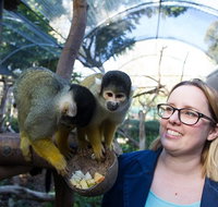 Adelaide Zoo Behind the Scenes Experience Squirrel Monkey Feeding - Perths Hotel