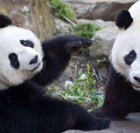 Adelaide Zoo Behind the Scenes Experience Exclusive Giant Panda Experience - Perths Hotel