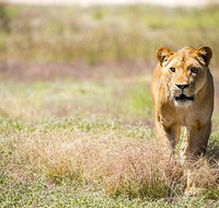 Lions at Bedtime and a day at Monarto Safari Park - Perths Hotel