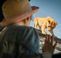 Lions 360 Experience and a Day at Monarto Safari Park - Perths Hotel
