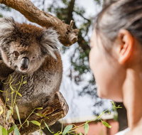 Adelaide Zoo Behind the Scenes Experience Koala Encounter - Perths Hotel