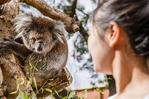 Adelaide Zoo Behind The Scenes Experience: Koala Encounter - Perths Hotel 0