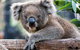 Adelaide Zoo Behind The Scenes Experience: Koala Encounter - thumb 1
