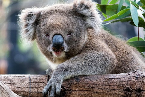 Adelaide Zoo Behind The Scenes Experience: Koala Encounter - Perths Hotel 1