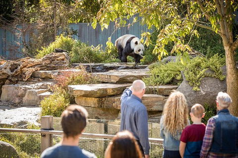 Adelaide Zoo Behind The Scenes Experience: Panda And Friends Tour - Perths Hotel 0