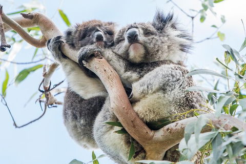 Adelaide To Melbourne 3-Day Trip Through Grampians And Great Ocean Road - Perths Hotel 9